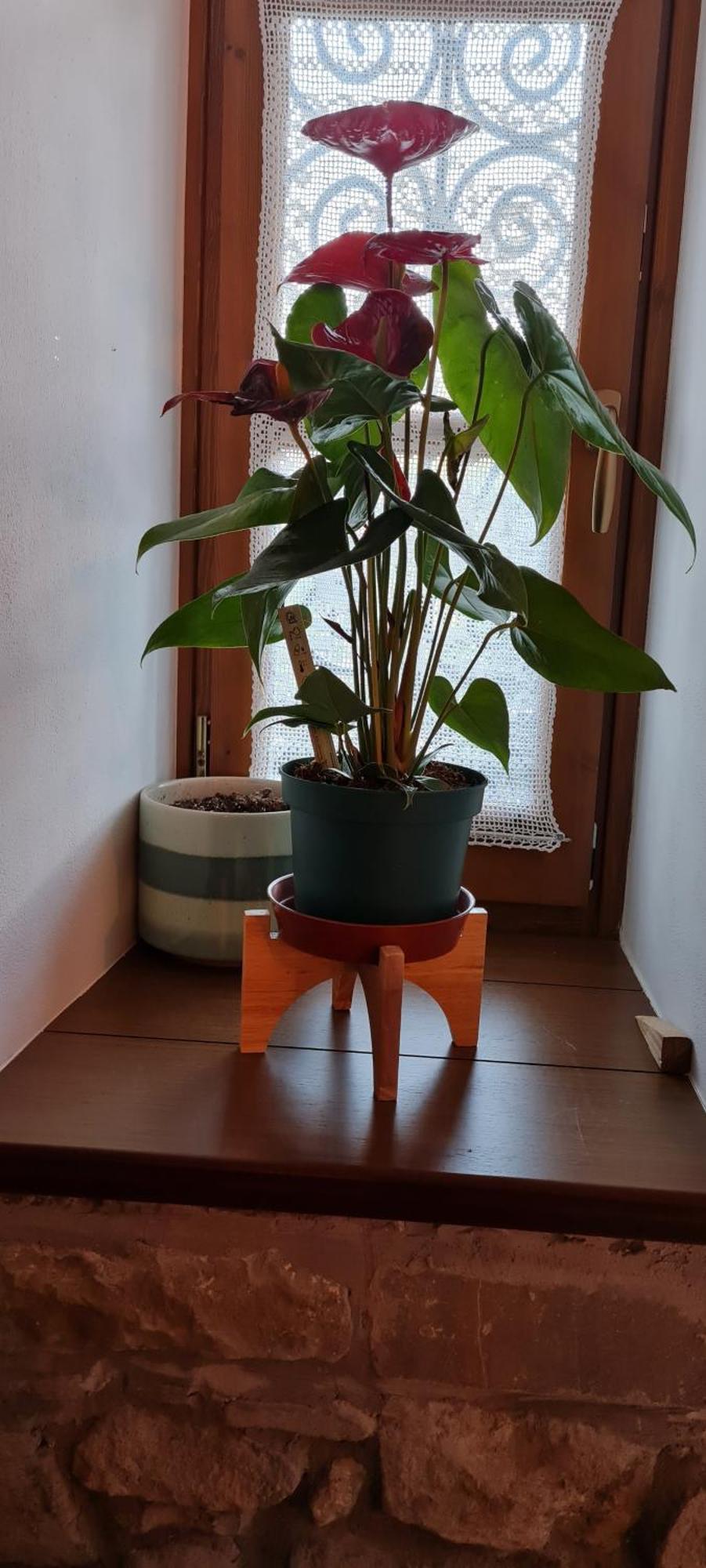 Garden Guest House Përmet المظهر الخارجي الصورة