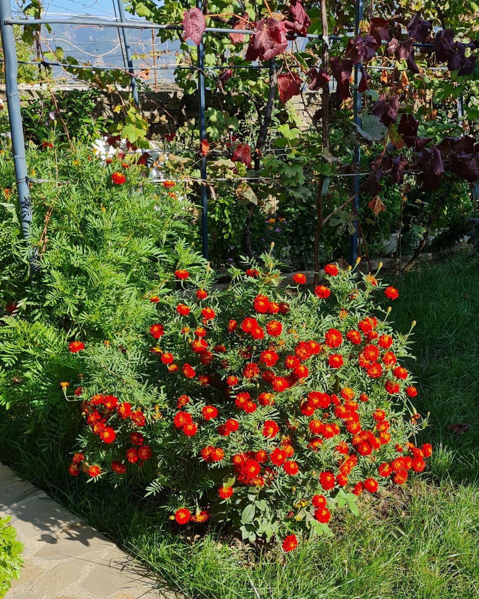 Garden Guest House Përmet المظهر الخارجي الصورة